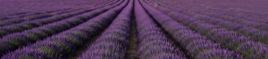 field of lavender